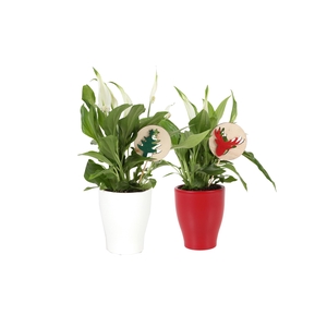 Spath Pearl Cupido Keramiek + Deco