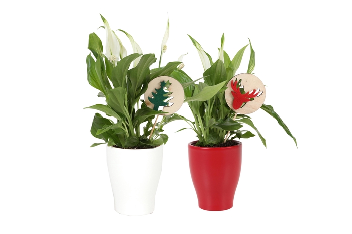 <h4>Spath Pearl Cupido Keramiek + Deco</h4>