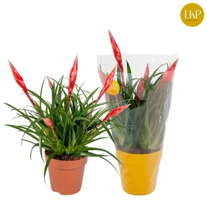Vriesea Multiflower Astrid Rood (me