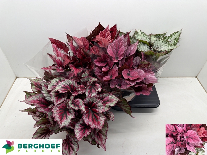 <h4>BEG BEL GEM</h4>