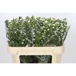 Aster Paquita
