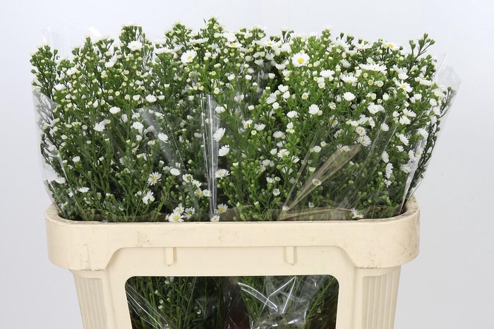 <h4>Aster Paquita</h4>