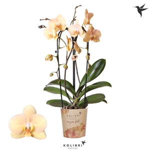 Kolibri Orchids Phalaenopsis Cascade Niagara Fall Golden River 2 spike