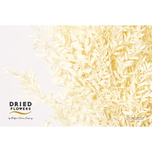 Dried Bleached Ruscus Creme