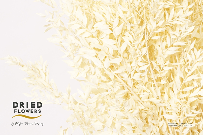 <h4>Dried Bleached Ruscus Creme</h4>