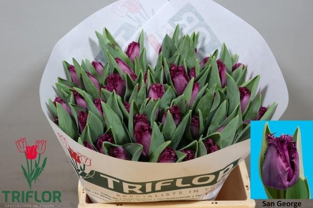 <h4>TU FR SAN GEORGE</h4>