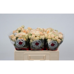 R TR GEN TRENDSETTER