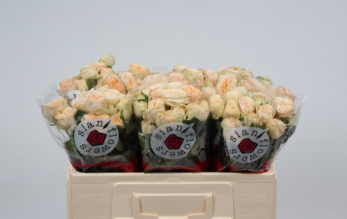 <h4>R TR GEN TRENDSETTER</h4>