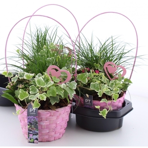 ARR TUINPLANTEN