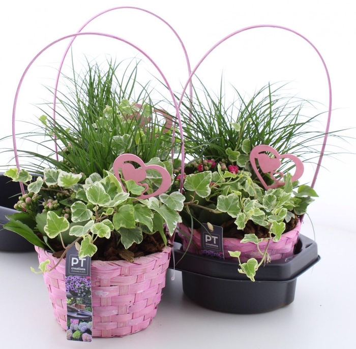 <h4>ARR TUINPLANTEN</h4>