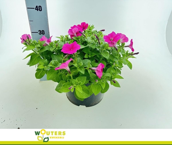 <h4>PET E W NEON ROSE</h4>