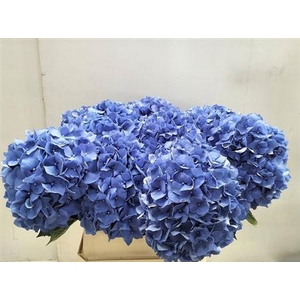Hydr M Ch Pimpernel 80 Cm