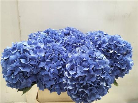 <h4>Hydr M Ch Pimpernel 80 Cm</h4>