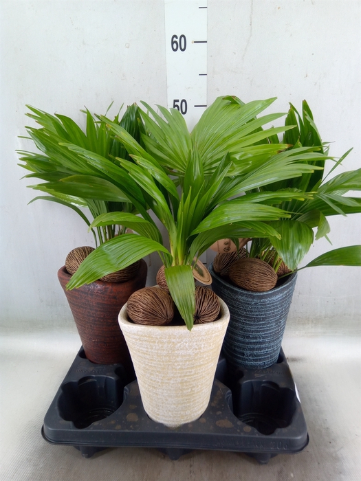 <h4>Livistona rotundifolia</h4>