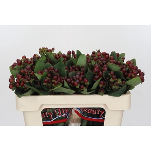 Hypericum x inodorum Globo Burgundy