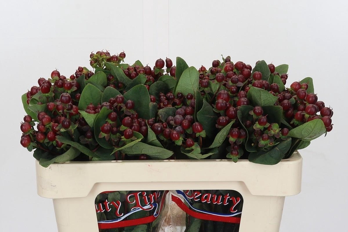 <h4>Hypericum x inodorum Globo Burgundy</h4>