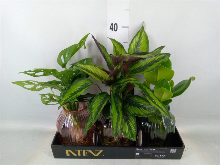 <h4>Planten  ..mix</h4>