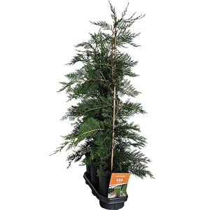Hedgeline Cupressocyparis leylandii 80-100 C4