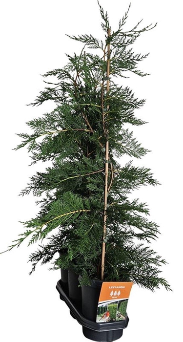 <h4>Hedgeline Cupressocyparis leylandii 80-100 C4</h4>