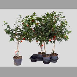 ABUT RED TRUMPET