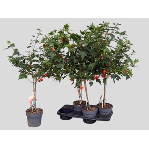 ABUT RED TRUMPET