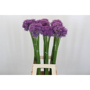 ALLIUM GLADIATOR