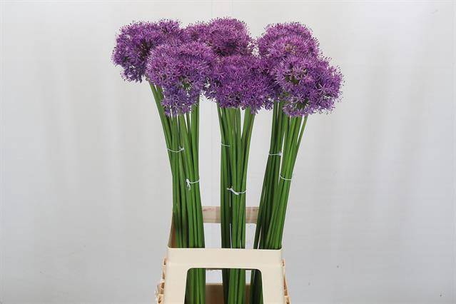 <h4>ALLIUM GLADIATOR</h4>