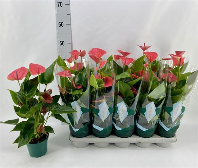 <h4>ANTHU AN MELITO</h4>