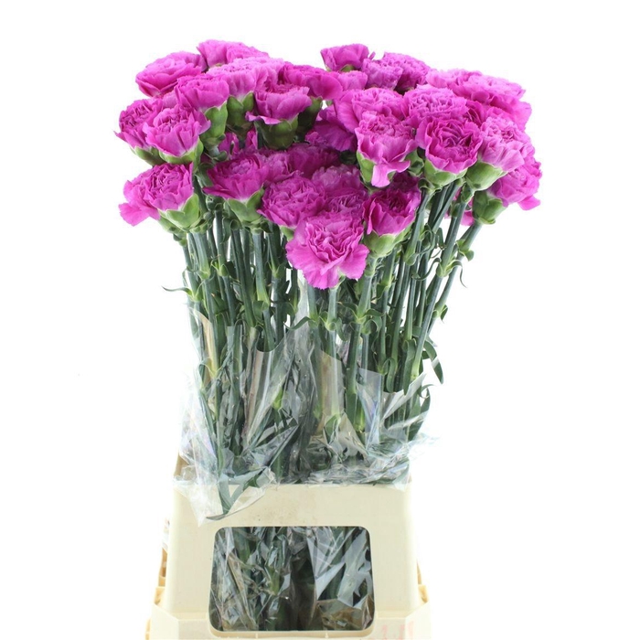 <h4>DI ST HAIKU</h4>