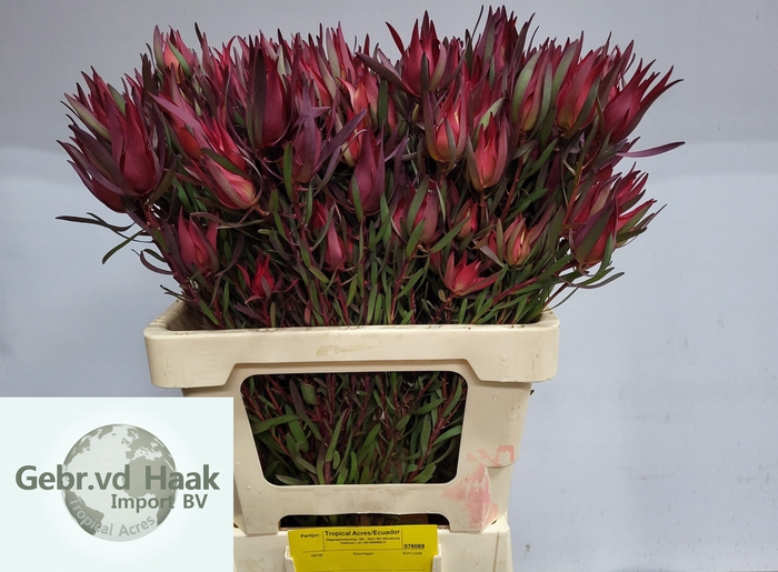 <h4>LEUCAD SALIGNUM</h4>