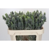 Eryngium Electric Dynamite