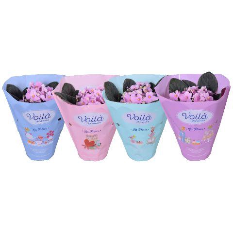 <h4>Saintpaulia Licht Roze voila ''la Fleur''x8</h4>