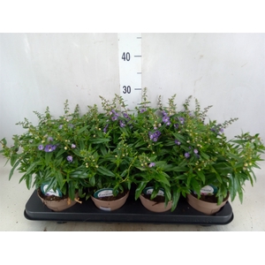 Angelonia  'Serena Lavender'