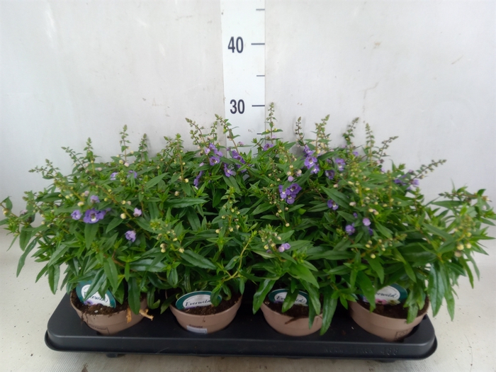 <h4>Angelonia  'Serena Lavender'</h4>