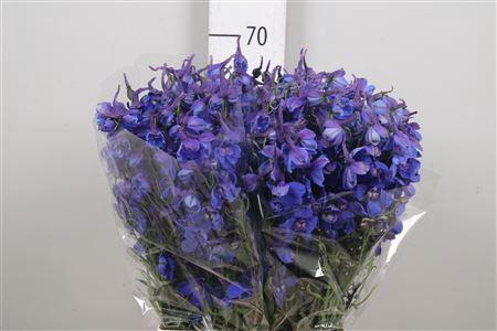 <h4>Delph En Donna</h4>