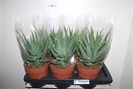 <h4>Aloe Arborescens</h4>