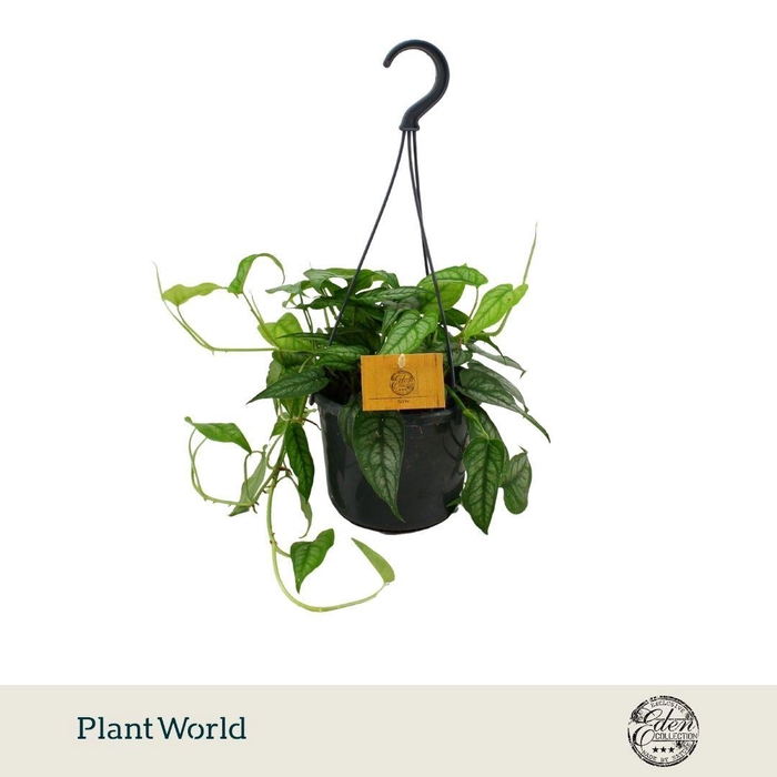 <h4>Monstera Siltepecana 15cm HP</h4>