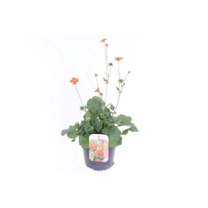 Geum coccineum Tosai Orange