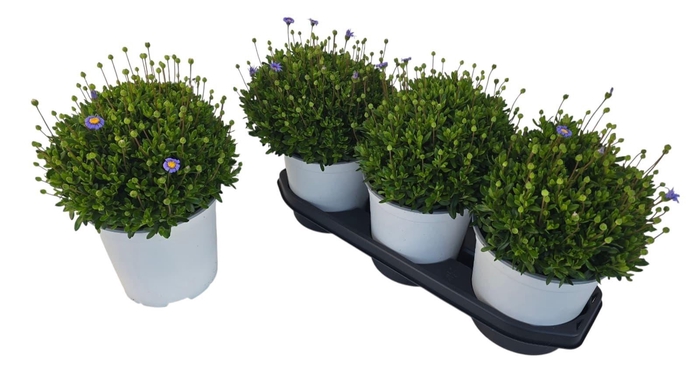 <h4>FELI AM FELICIT BLUE</h4>