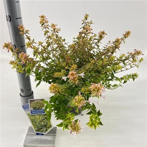 Abelia grandiflora 'Happy Daydream'® PBR