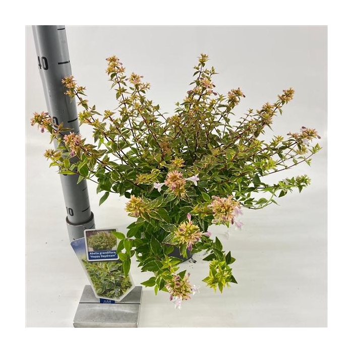 <h4>Abelia grandiflora 'Happy Daydream'® PBR</h4>