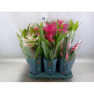 Bromelia   ...mix