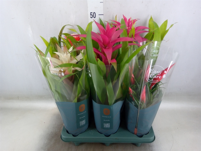 <h4>Bromelia   ...mix</h4>