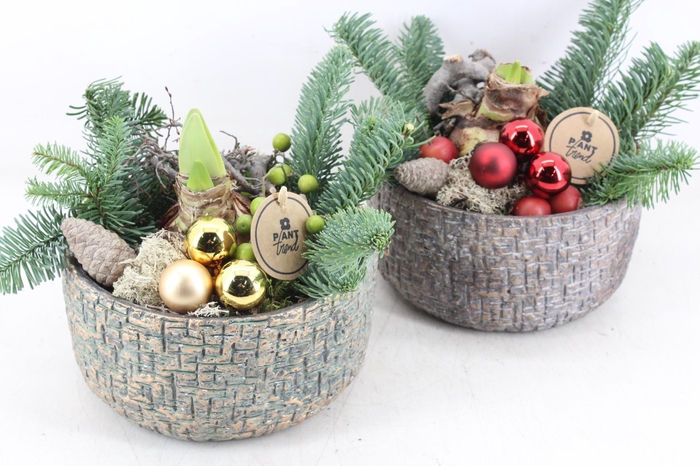 arr4 Amaryllis PL - Ker. mave pot 250/2