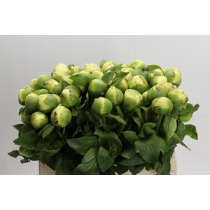 Paeonia Lemon Chiffon