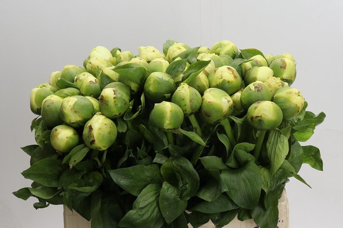 <h4>Paeonia Lemon Chiffon</h4>