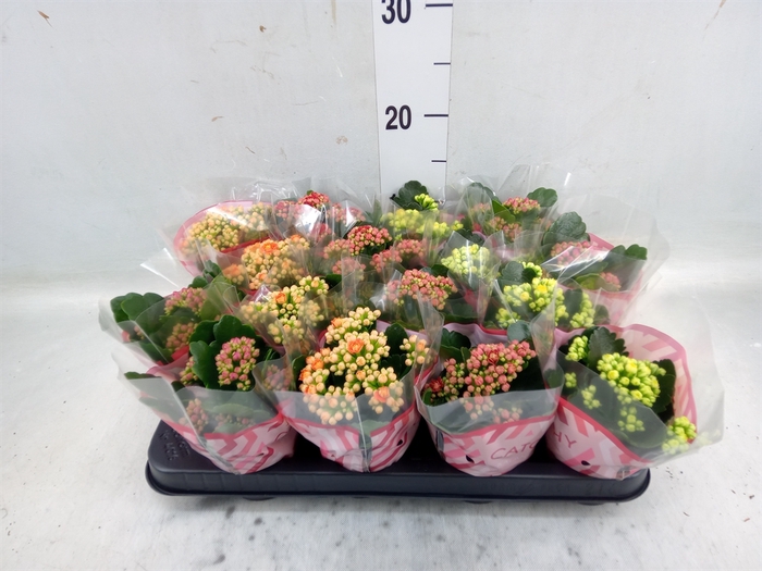 <h4>Kalanchoe blos.   ..rosebud mix  5</h4>