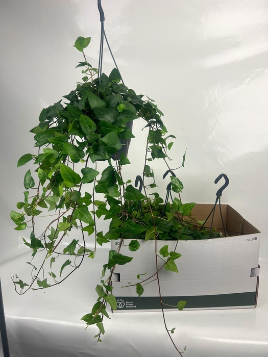 <h4>HED HE MEIN HERZ</h4>