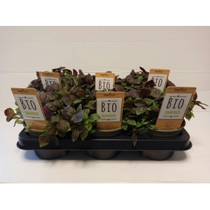 Shiso Paars P12 HERBIO steker