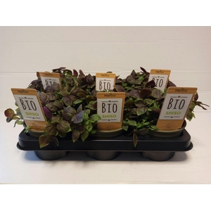 Shiso Paars P12 HERBIO steker